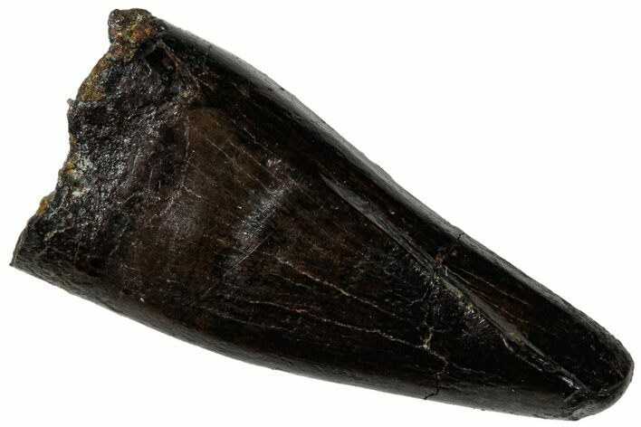 Tyrannosaur (Nanotyrannus?) Premax Tooth - Montana #323977